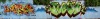 112_Neas(VFF)+Roya(3DS,VFF,IC,AT)_Troyes_2004