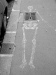 grate_ribs