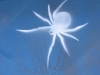 insect-3