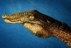coccodrillo