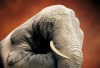 elefante