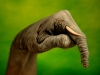 elefante2