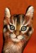gatto(2)