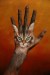 gatto