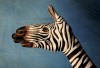 zebra1