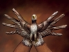 aquila