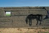 street-horse14