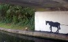 street-horse20