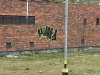 Hungary(4)
