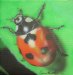 lady bug