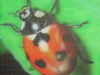 lady bug